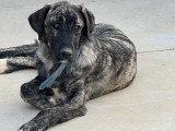 Aranza, jeune femelle croisée Mâtin à adopter en association