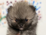 Chiots Spitz Nain à vendre