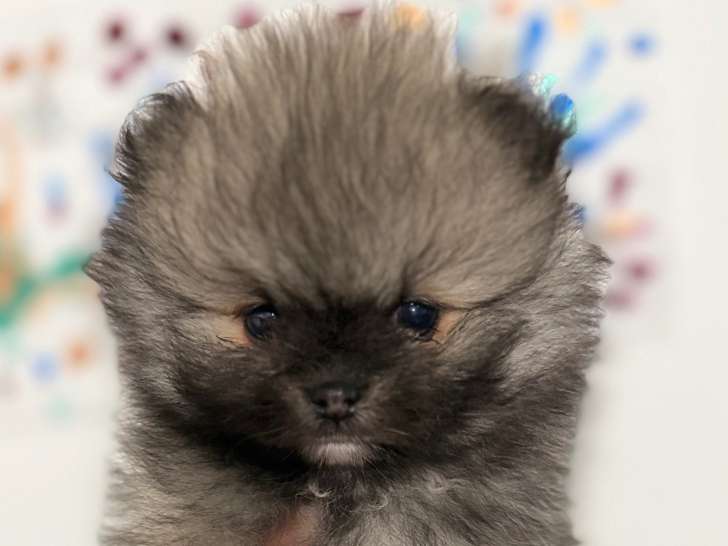 Chiots Spitz Nain à vendre