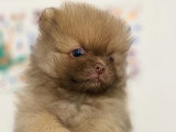 Chiots Spitz Nain à vendre