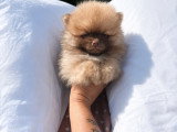 Chiots Spitz Nain à vendre