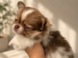 Chiot Pomchi à vendre