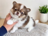 Chiot Pomchi à vendre