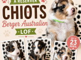 Chiots Berger Australien à vendre (1 femelle & 3 mâles)