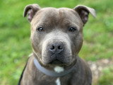 Staffie bleu mâle disponible pour saillie