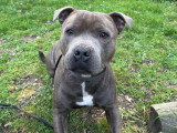 Staffie bleu mâle disponible pour saillie