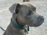 Staffie bleu mâle disponible pour saillie