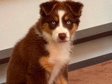 Ohana, magnifique femelle Berger Australien à vendre