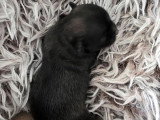 Deux chiots Chihuahua à réserver, non LOF, nés en mai 2026