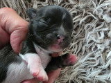 Deux chiots Chihuahua à réserver, non LOF, nés en mai 2026