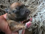 Deux chiots Chihuahua à réserver, non LOF, nés en mai 2026