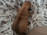 Deux chiots Chihuahua à réserver, non LOF, nés en mai 2026