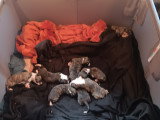 Chiots Whippet à vendre