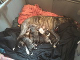 Chiots Whippet à vendre