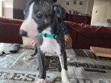 Chiots Whippet à vendre