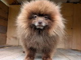 Spitz mâle de 4 ans non LOF  à vendre