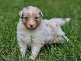 5 chiots Berger Australien mâles LOF à réserver, nés en avril 2026