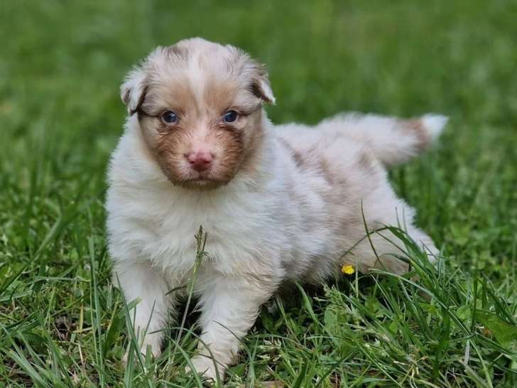 5 chiots Berger Australien mâles LOF à réserver, nés en avril 2026