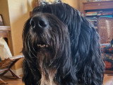 Chien mâle Barbet LOF disponible pour saillie