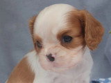 Chiot mâle Cavalier King Charles non LOF à réserver