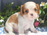 Chiot mâle Cavalier King Charles non LOF à réserver