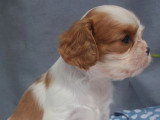 Chiot mâle Cavalier King Charles non LOF à réserver