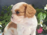 Chiot mâle Cavalier King Charles non LOF à réserver