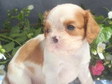 Chiot mâle Cavalier King Charles non LOF à réserver