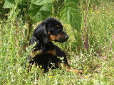 Deux chiots mâles Chien Courant Slovaque LOF de mars 2026 à réserver