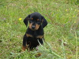 Deux chiots mâles Chien Courant Slovaque LOF de mars 2026 à réserver