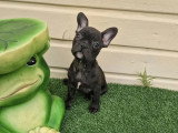 2 chiots Bouledogue Français mâles à vendre non LOF de février 2026