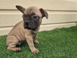 2 chiots Bouledogue Français mâles à vendre non LOF de février 2026