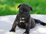 Chiot Staffordshire Bull Terrier LOF mâle à réserver né avril 2026