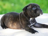 Chiot Staffordshire Bull Terrier LOF mâle à réserver né avril 2026
