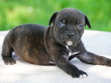 Chiot Staffordshire Bull Terrier LOF mâle à réserver né avril 2026