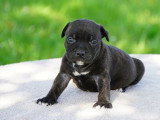 Chiot Staffordshire Bull Terrier LOF mâle à réserver né avril 2026