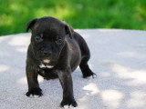 Chiot Staffordshire Bull Terrier LOF mâle à réserver né avril 2026