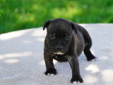 Chiot Staffordshire Bull Terrier LOF mâle à réserver né avril 2026