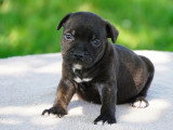 Chiot Staffordshire Bull Terrier LOF mâle à réserver né avril 2026