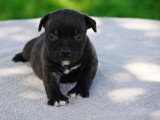 Chiot Staffordshire Bull Terrier LOF mâle à réserver né avril 2026