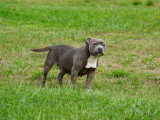 Chiot Staffordshire Bull Terrier LOF mâle à réserver né avril 2026
