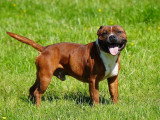 Chiot Staffordshire Bull Terrier LOF mâle à réserver né avril 2026