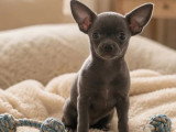 2 chiots Chihuahua non LOF à vendre nés en mars 2026