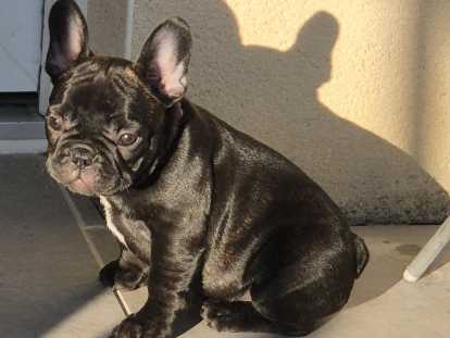 Chiot femelle Bouledogue Français à vendre