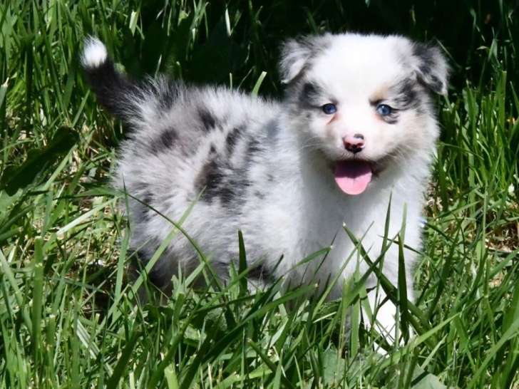 6 chiots Berger Australien non LOF nés en mars 2026 à vendre