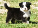 6 chiots Berger Australien non LOF nés en mars 2026 à vendre