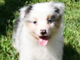 6 chiots Berger Australien non LOF nés en mars 2026 à vendre