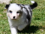 6 chiots Berger Australien non LOF nés en mars 2026 à vendre