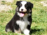 6 chiots Berger Australien non LOF nés en mars 2026 à vendre