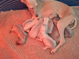 8 chiots Lévrier Italien non LOF nés en mai 2026 à réserver